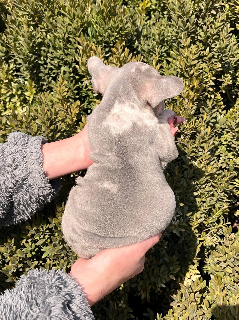 Французский бульдог Хлопчик Біг Роп