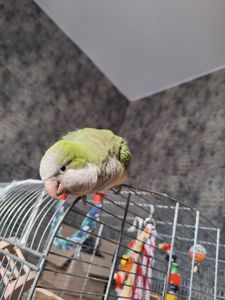 Продам молодого ручного каліту монах