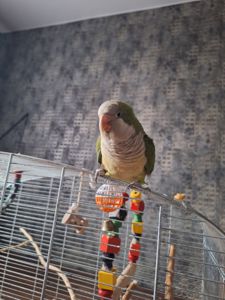 Продам молодого ручного каліту монах