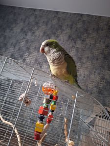 Продам молодого ручного каліту монах