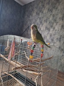 Продам молодого ручного каліту монах