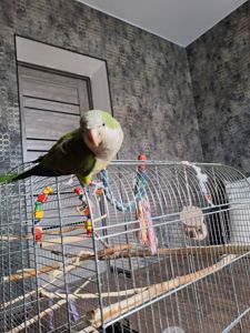 Продам молодого ручного каліту монах