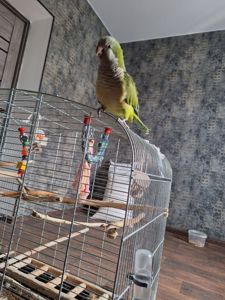 Продам молодого ручного каліту монах