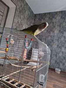 Продам молодого ручного каліту монах