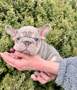 Французский бульдог хлопчик Біг роп