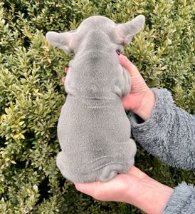 Французский бульдог хлопчик Біг роп