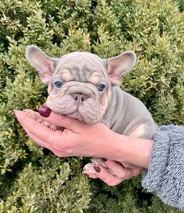 Французский бульдог хлопчик Біг роп