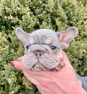 Французский бульдог хлопчик Біг роп