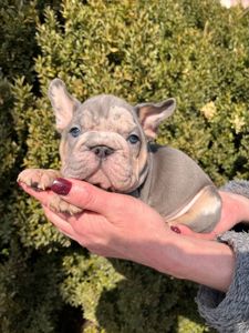 Французский бульдог хлопчик мерле Біг Роп