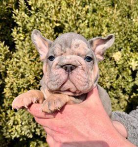 Французский бульдог хлопчик мерле Біг Роп