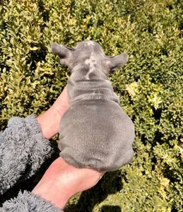 Французский бульдог хлопчик мерле Біг Роп