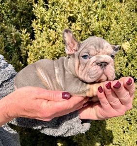 Французский бульдог хлопчик мерле Біг Роп