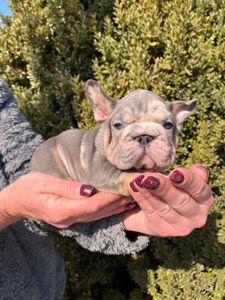 Французский бульдог хлопчик мерле Біг Роп