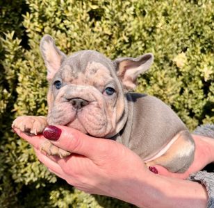 Французский бульдог хлопчик мерле Біг Роп