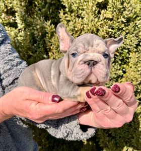 Французский бульдог хлопчик мерле Біг Роп