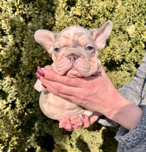 Французский бульдог Хлопчик Біг Роп