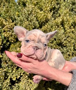 Французский бульдог Хлопчик Біг Роп
