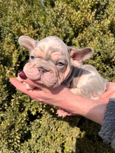 Французский бульдог Хлопчик Біг Роп