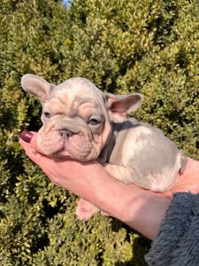 Французский бульдог Хлопчик Біг Роп