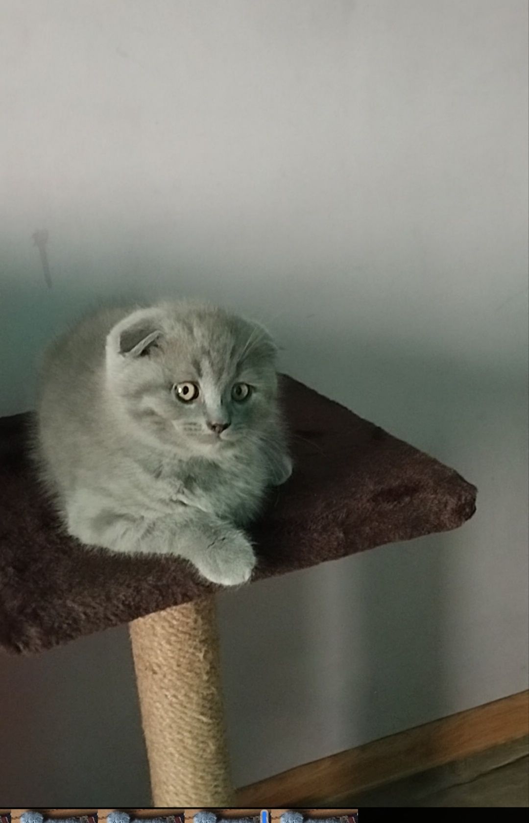 Шотландське висловухе кошеня