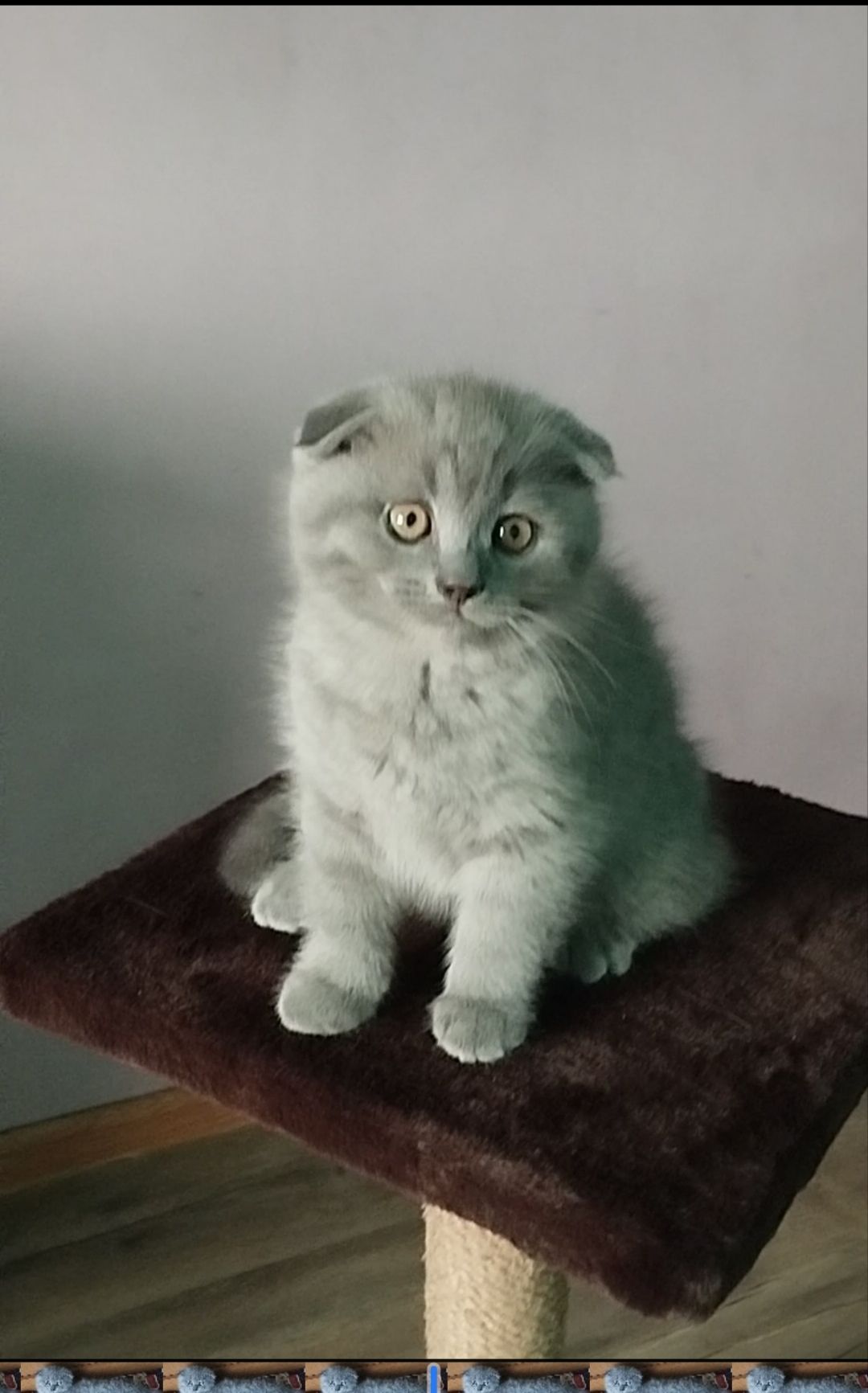 Шотландське висловухе кошеня