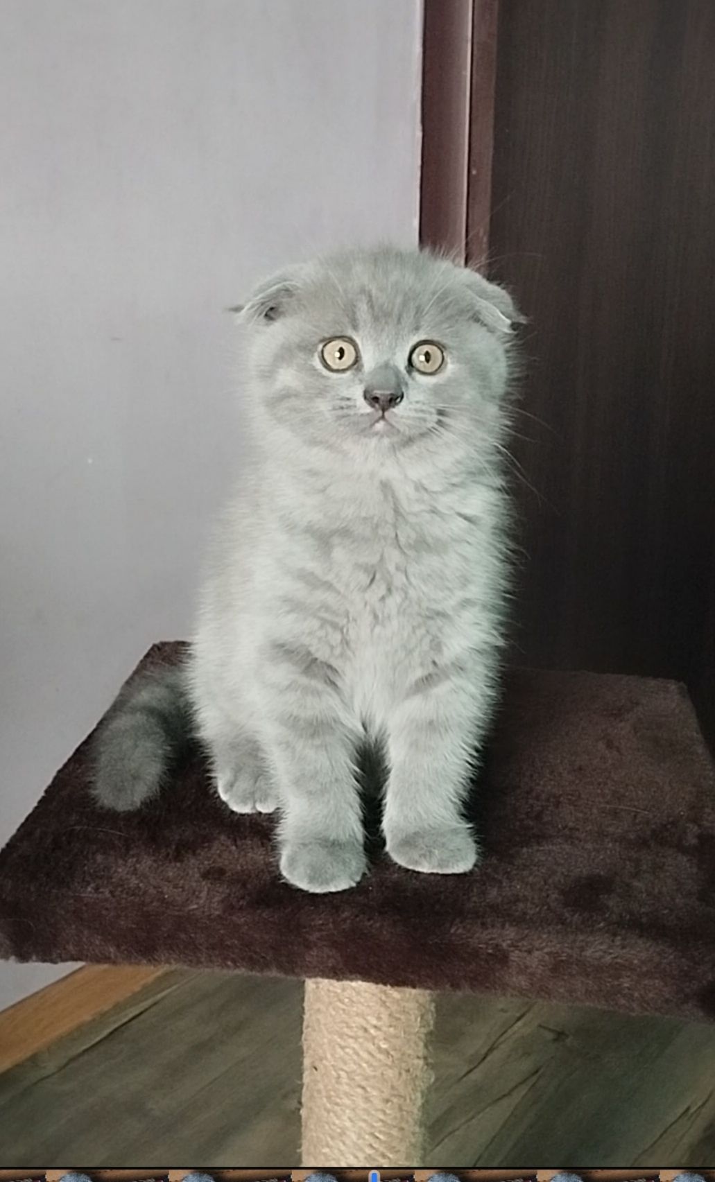 Шотландське висловухе кошеня