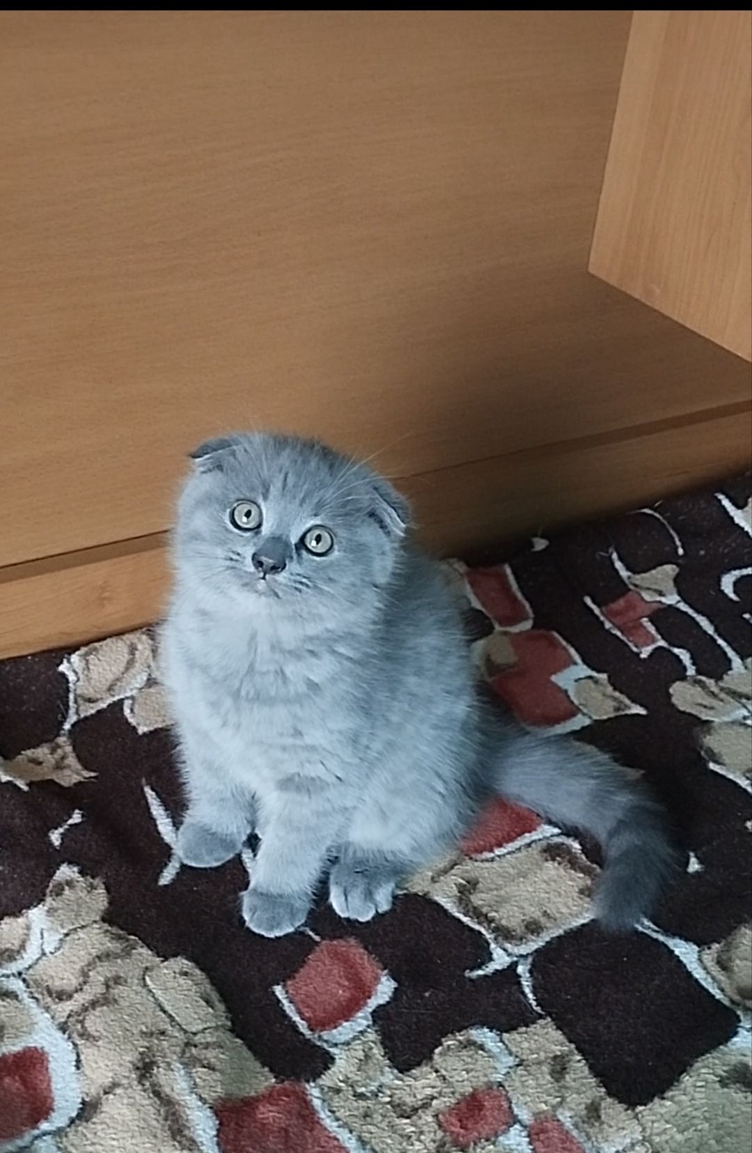 Шотландське висловухе кошеня