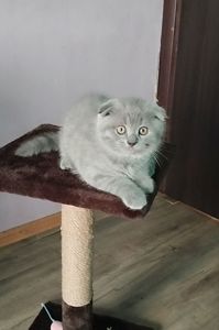 Шотландське висловухе кошеня