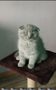 Шотландське висловухе кошеня