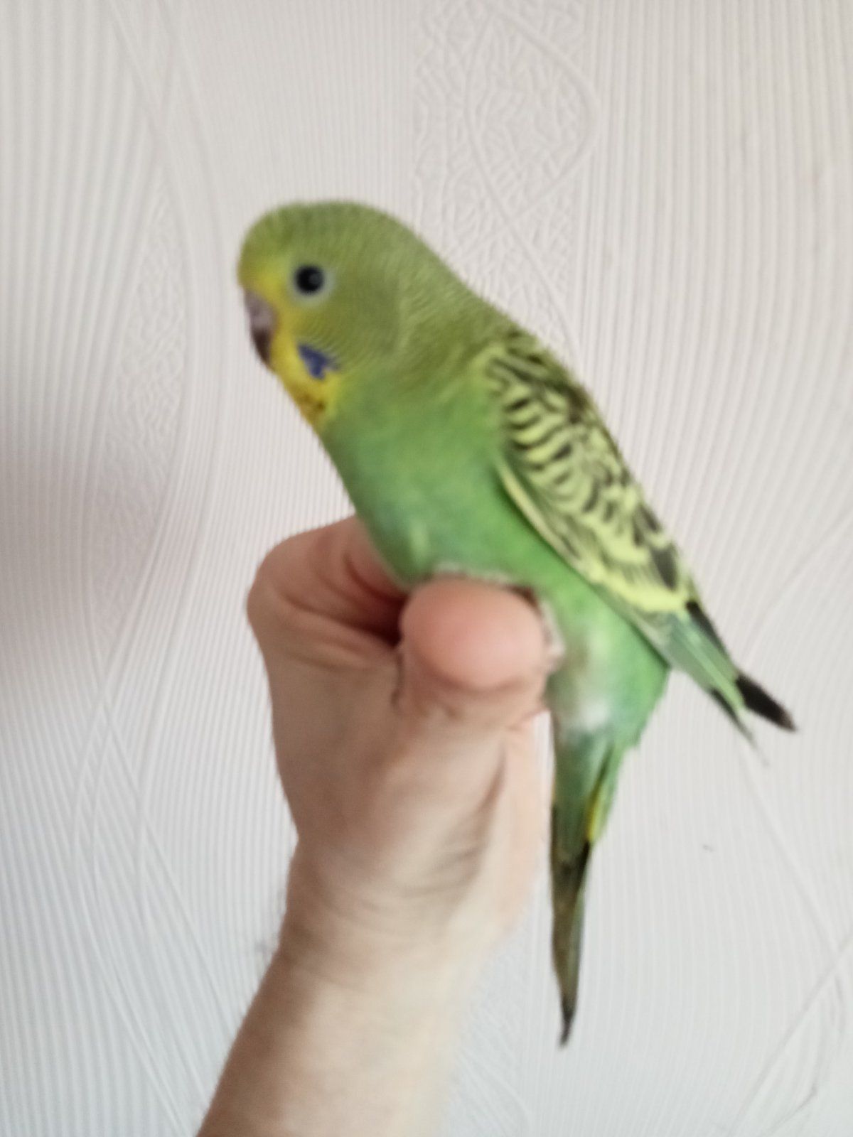 Хвилясті папужки