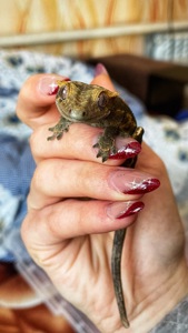 Самець бананоїд