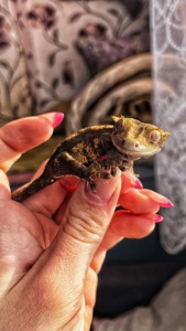 Самець бананоїд