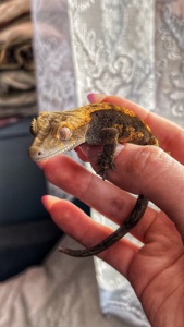 Самець бананоїд