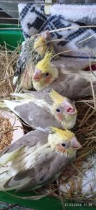 Корела (малюки)