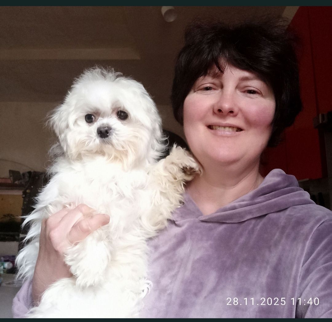 В'язка мальтійська болонка