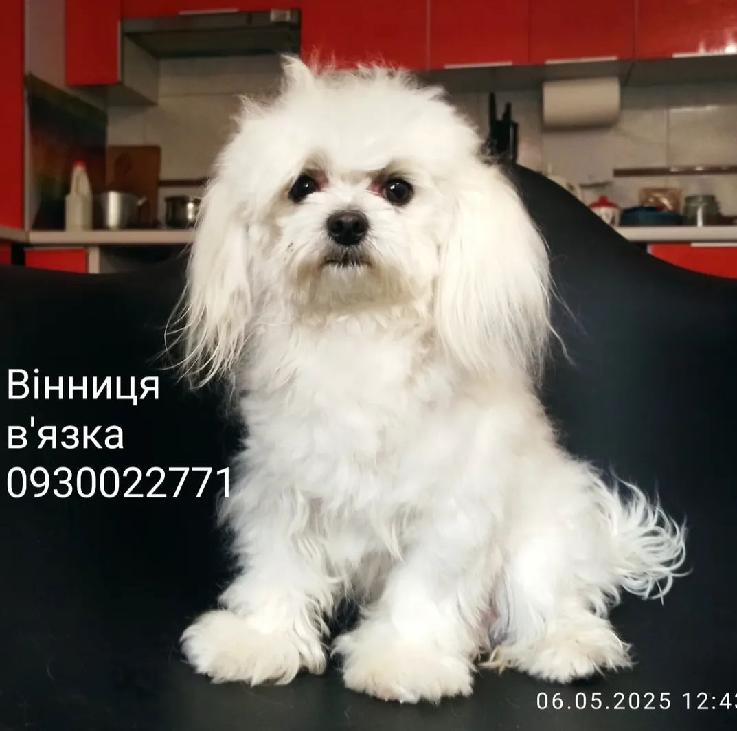 В'язка мальтійська болонка