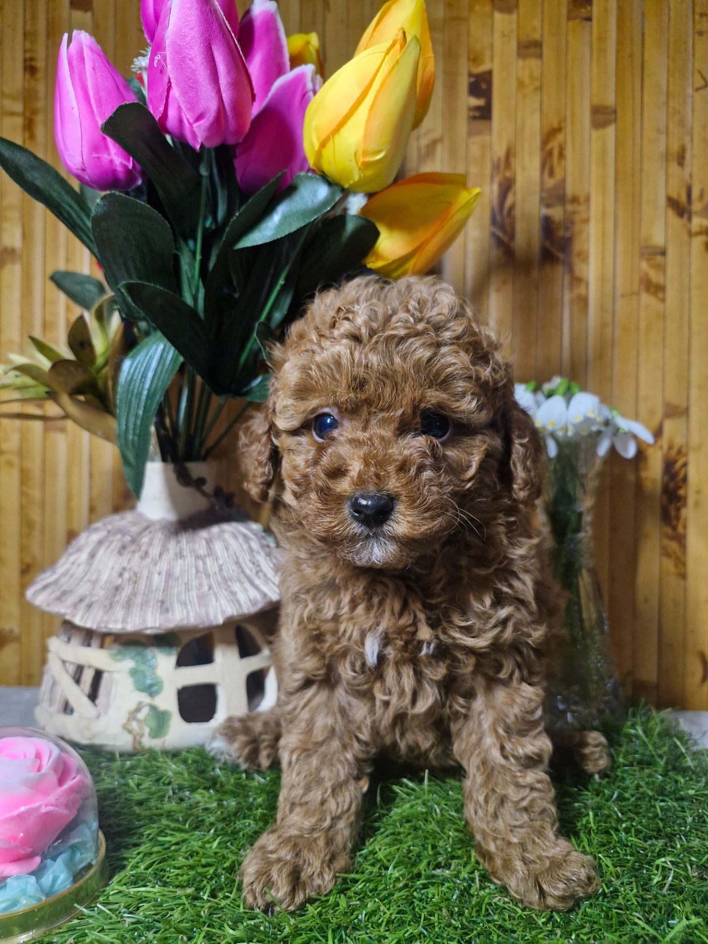 Цуценята той пуделя