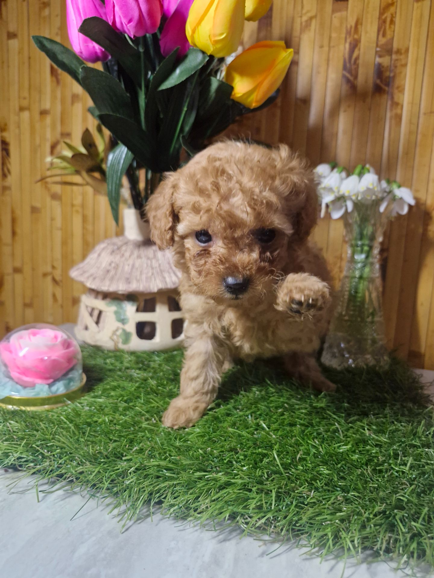 Цуценята той пуделя