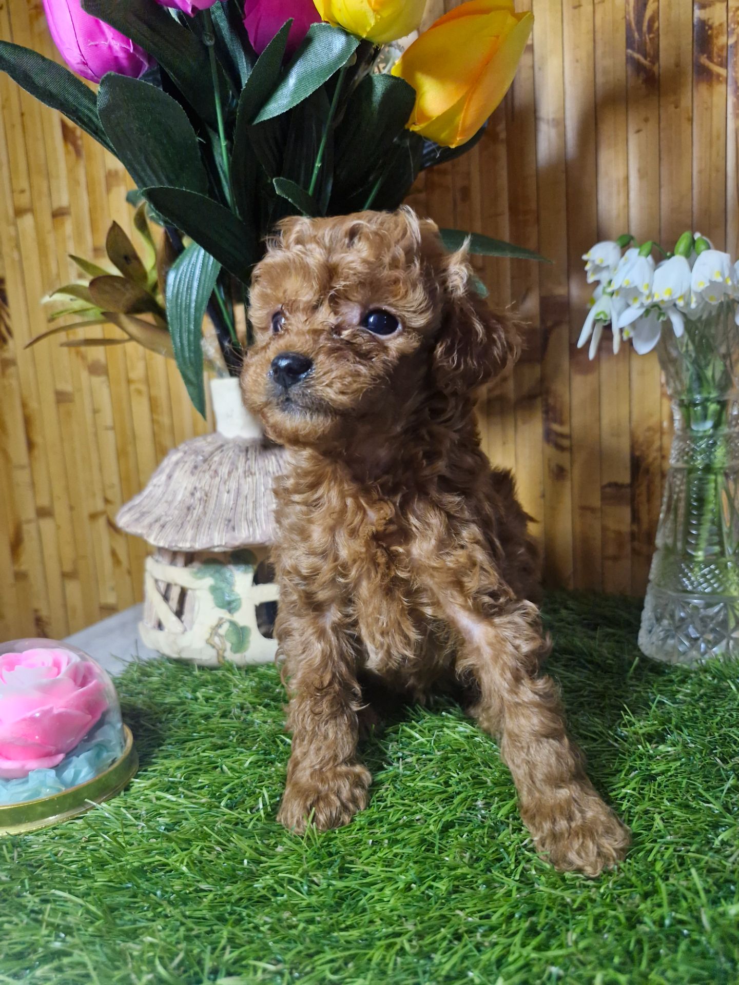 Цуценята той пуделя