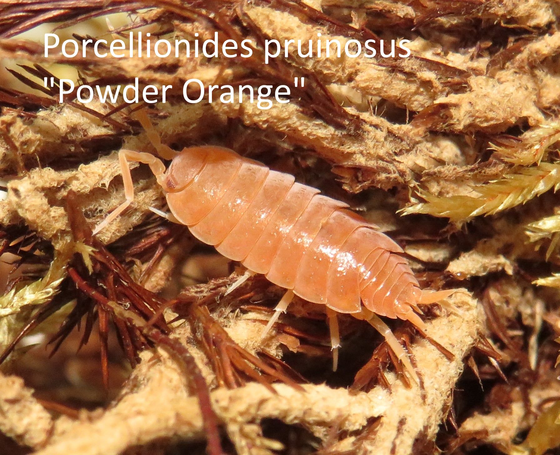 Мокриці, Porcellionides pruinosus, ізоподи різні види