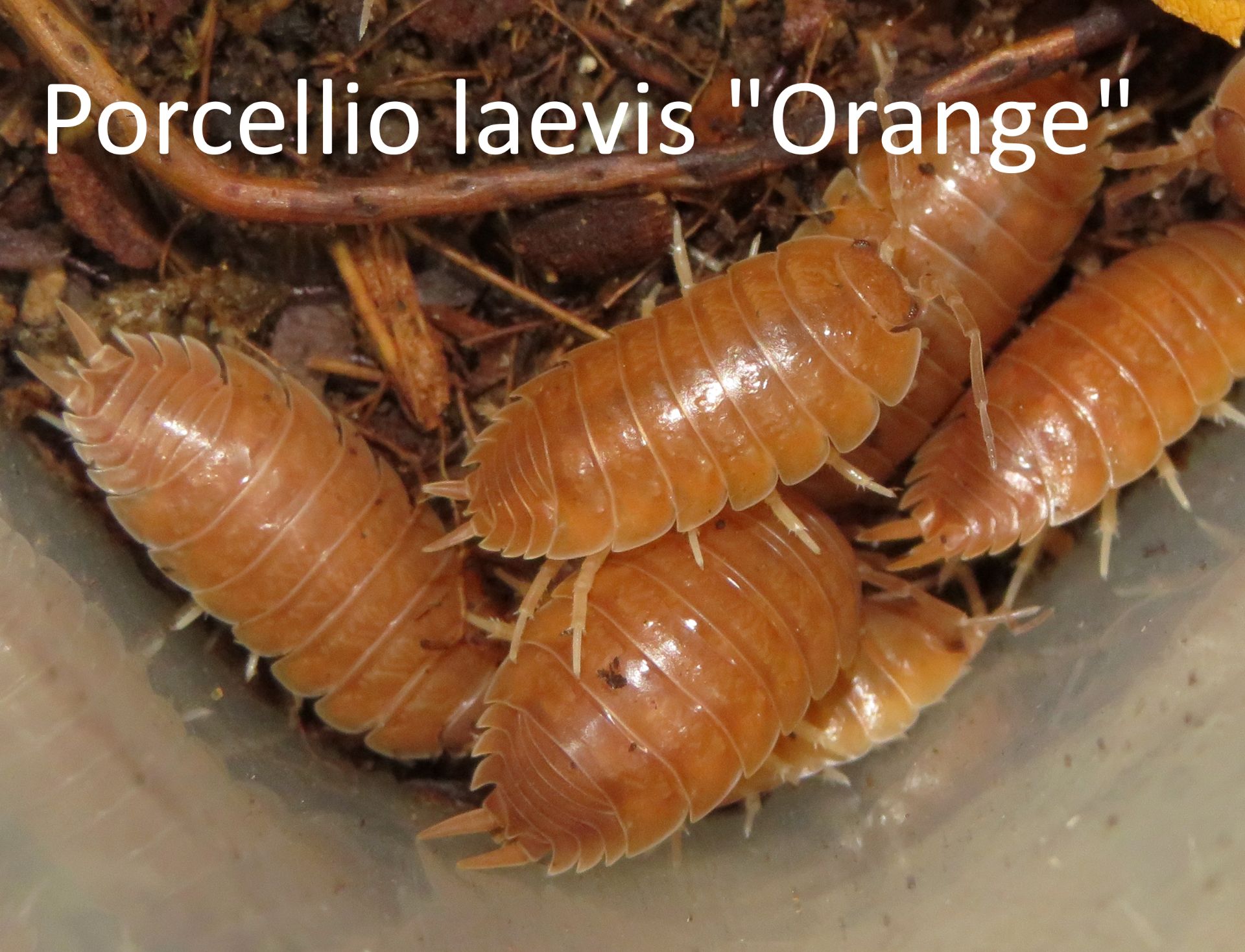 Мокриці Porcellio, Trachelipus, кормові таргани мармурові