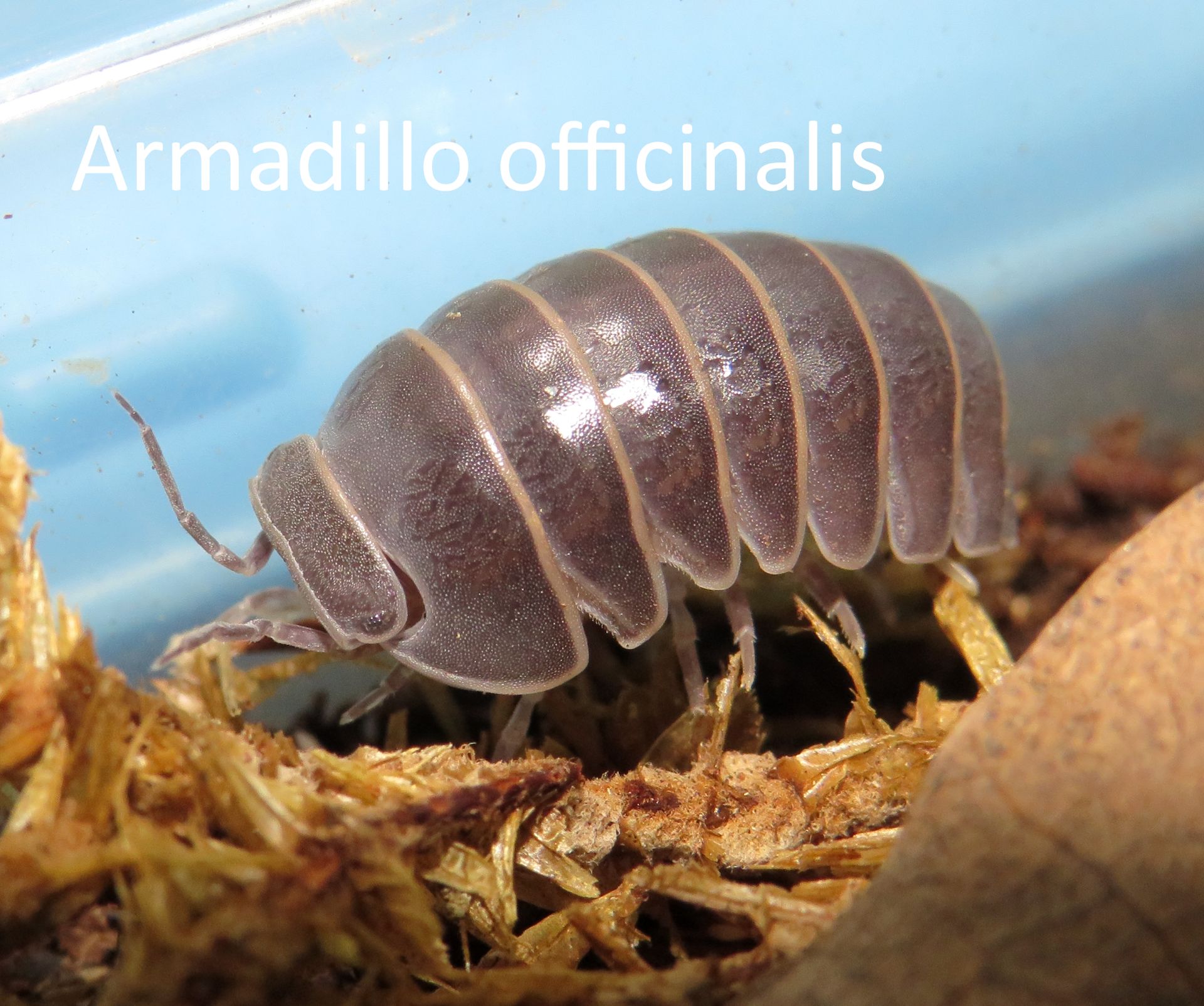 Мокриці Armadillidium, Armadillo
