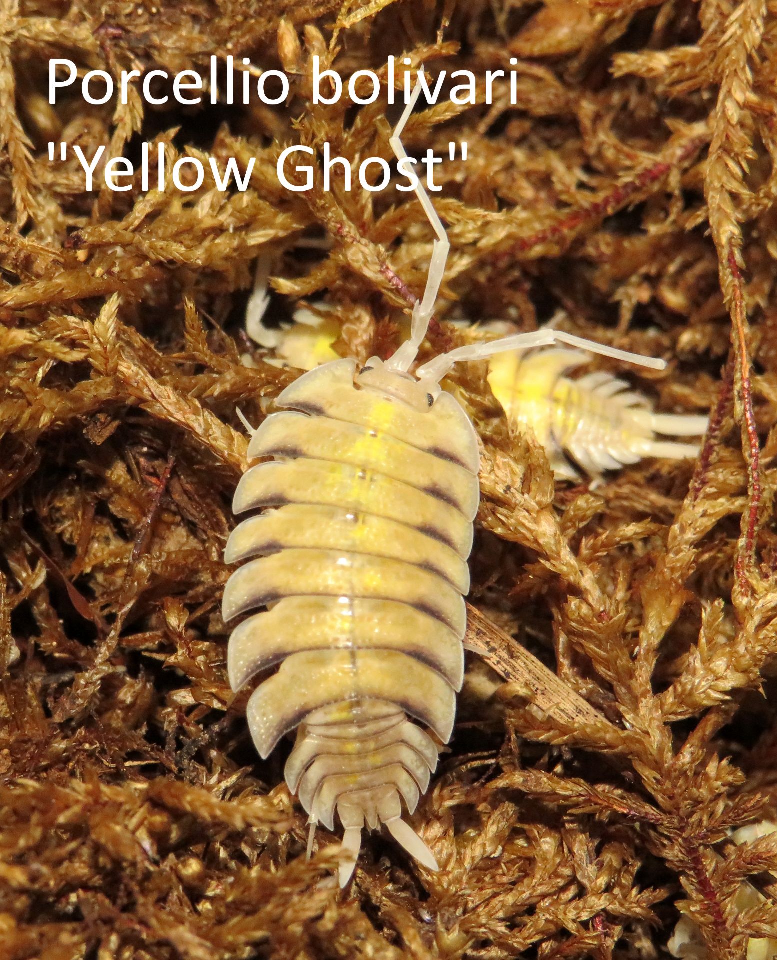 Мокриці Porcellio bolivari "Yellow Ghost"