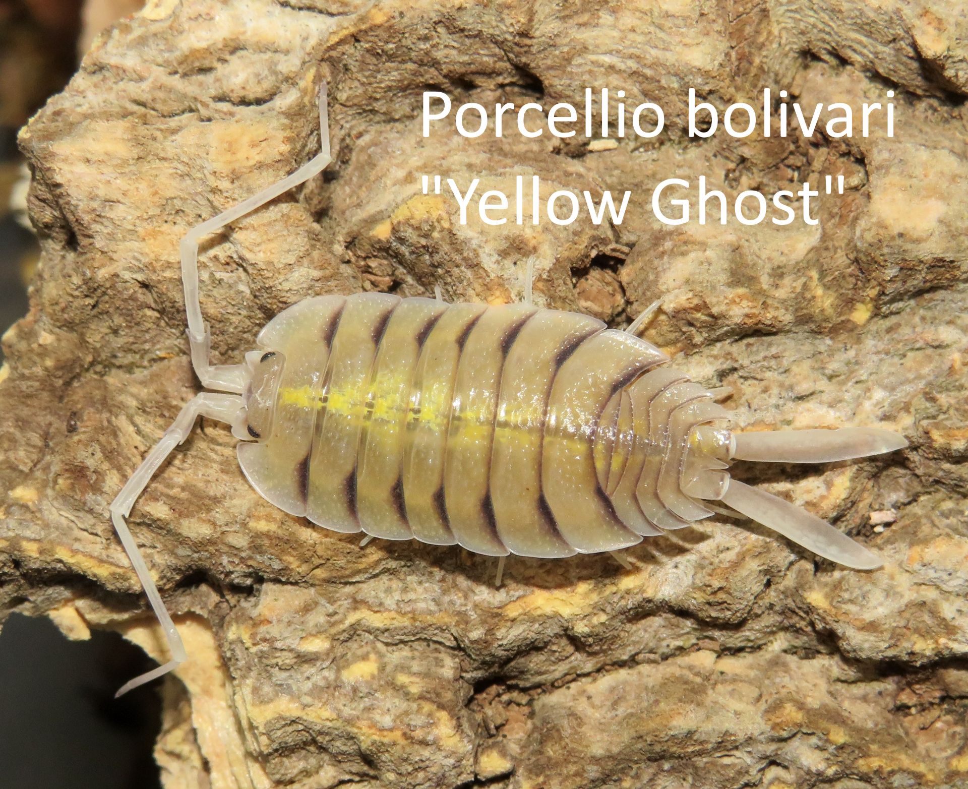 Мокриці Porcellio bolivari "Yellow Ghost"