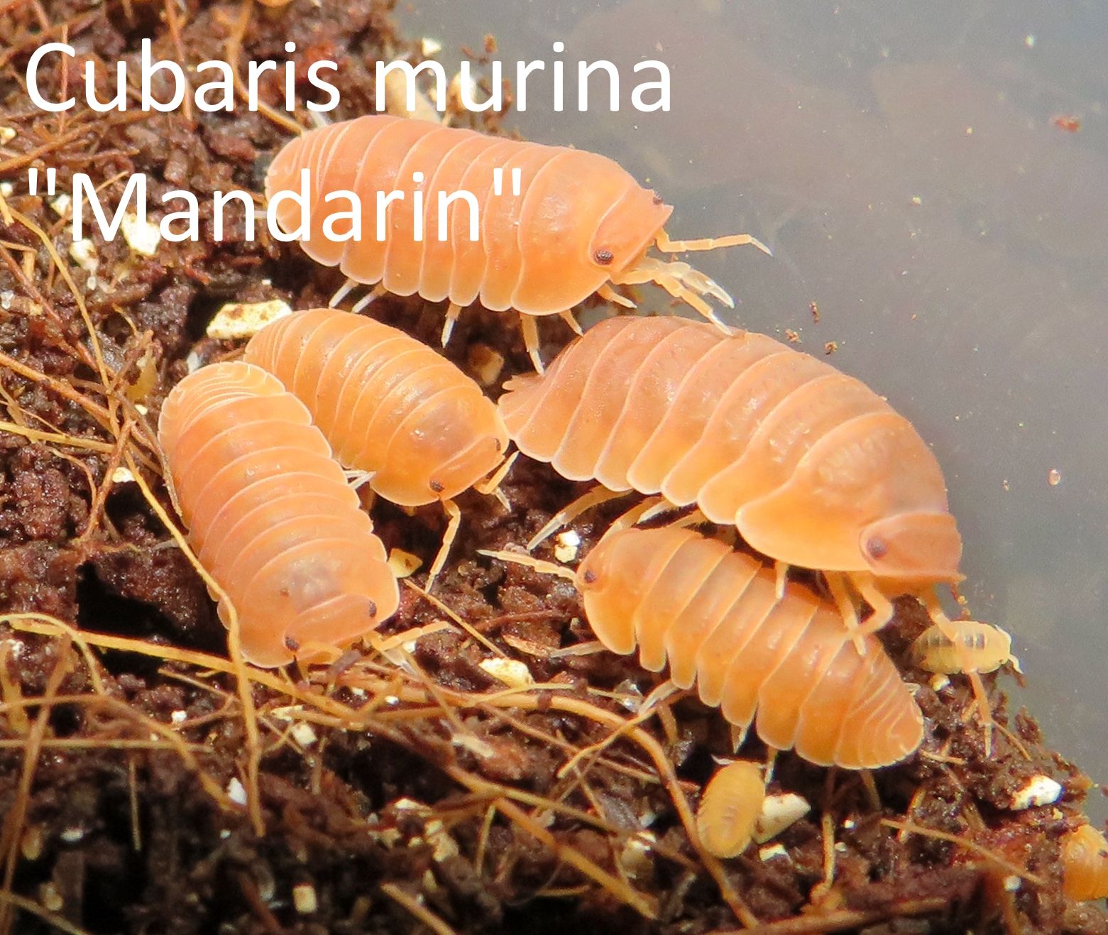 Мокриці Cubaris