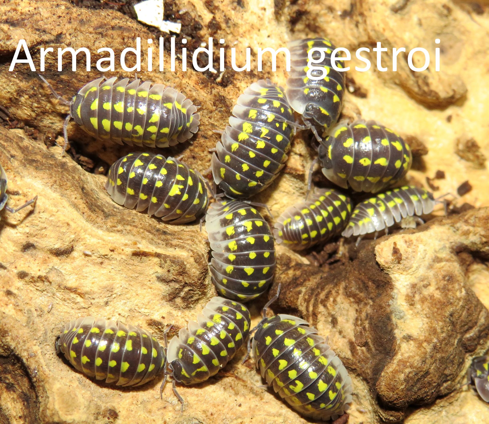 Мокриці Armadillidium, Armadillo