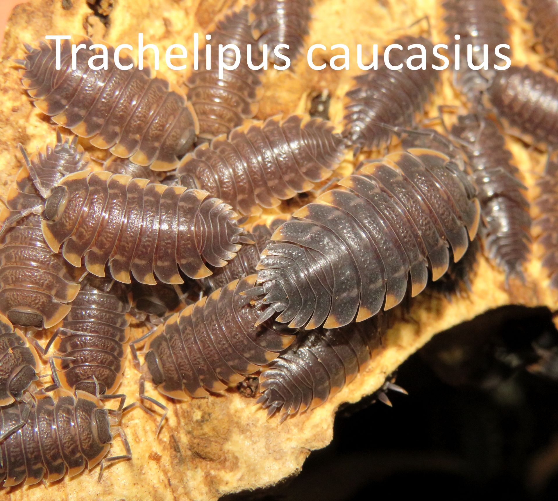Мокриці Porcellio, Trachelipus, кормові таргани мармурові
