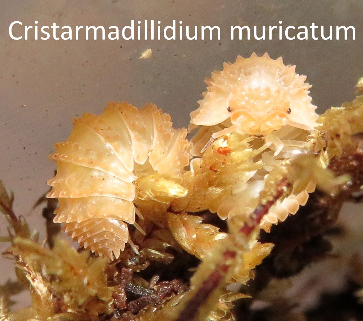 Мокриці Cristarmadillidium, Nesodillo