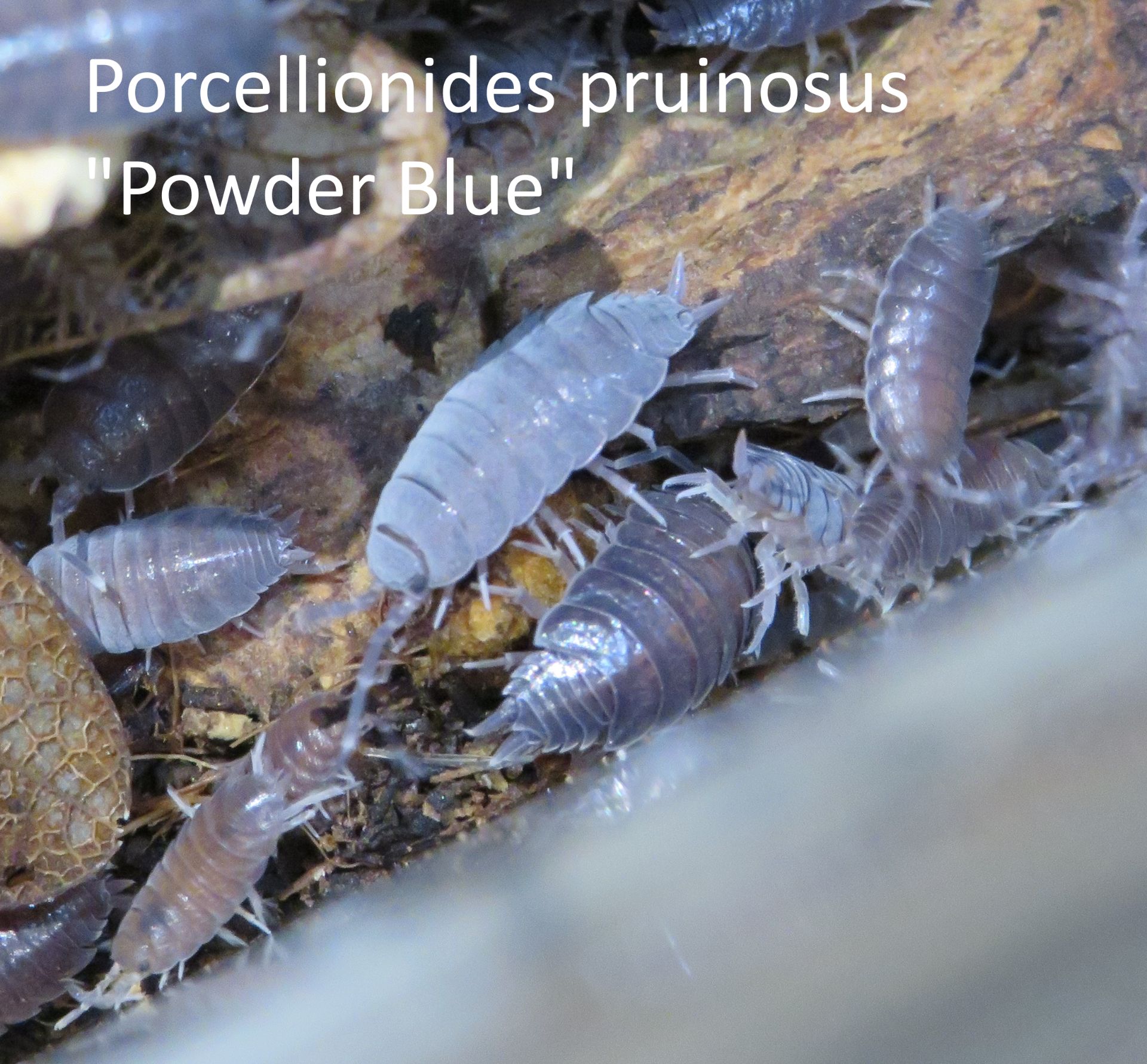 Мокриці, Porcellionides pruinosus, ізоподи різні види