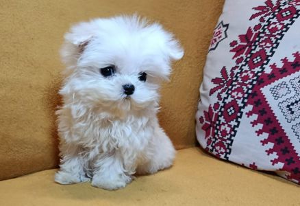 В'язка мальтійська болонка